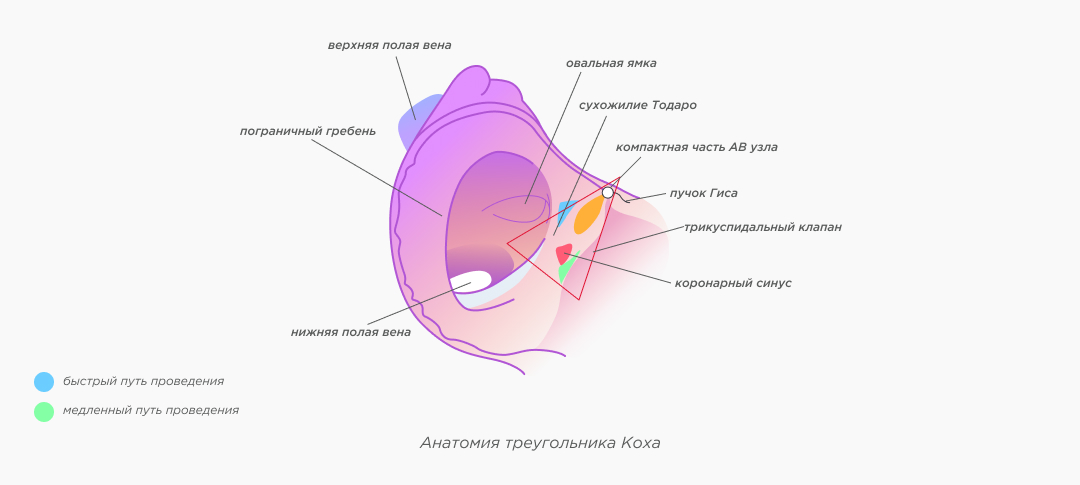 Анатомия треугольника Коха