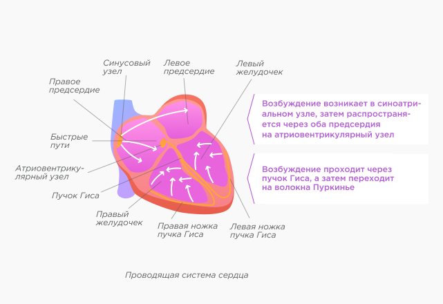 Проводящая система сердца